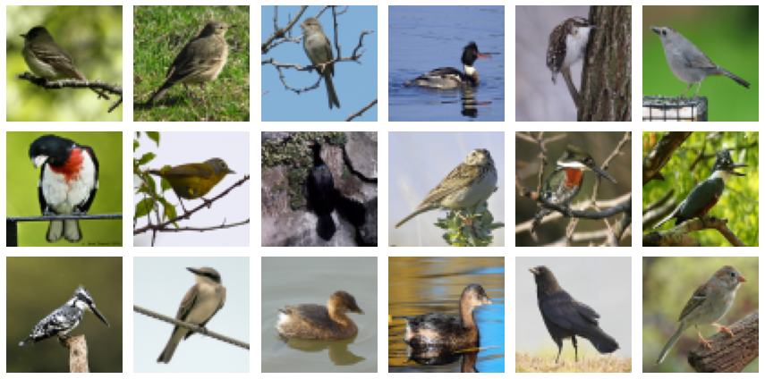 birds dataset